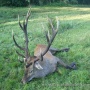 Red deer hunting
